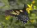Papilio glaucus female (live, aberrant, mohican state park, ashland cnty, ohio, 7-29-2012) 1 (Internet Image property of respective owner, non-commercial use only)